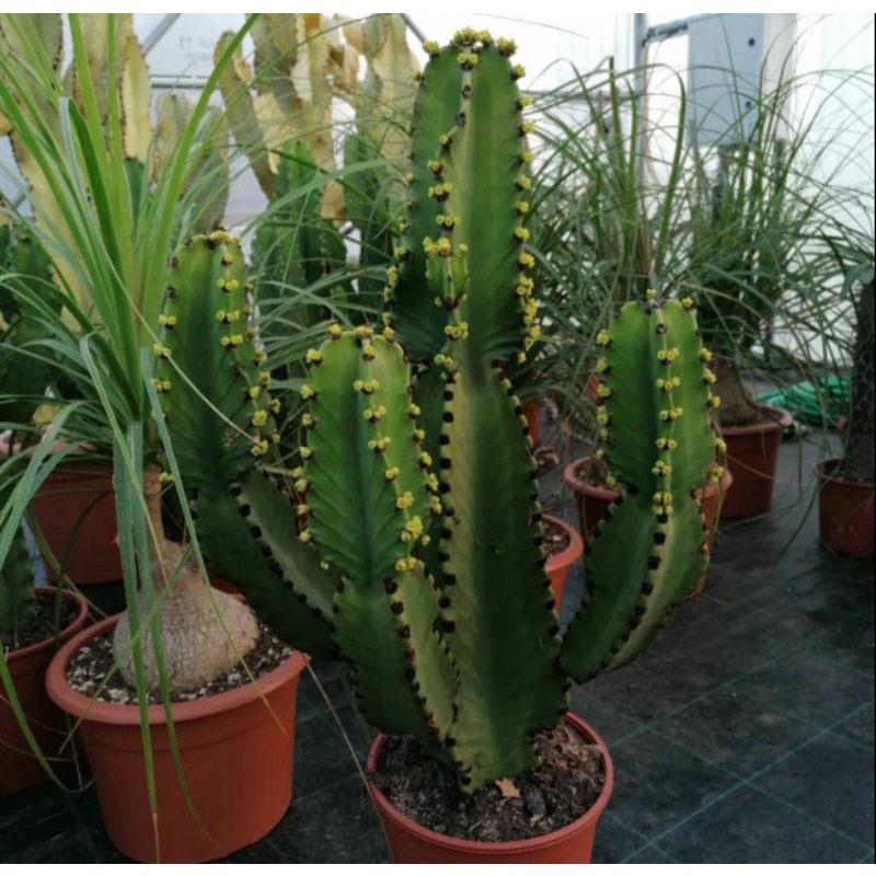 EUPHORBIA INGENS / KAKTUS IMPORT / COLUMNAR / KAKTUS OWNROOT /