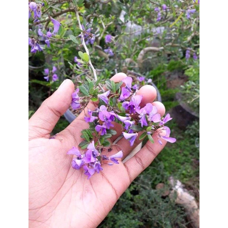 Bahan Bonsai Saeng Simbur Vietnam Bunga Ungu / Desmodium sp