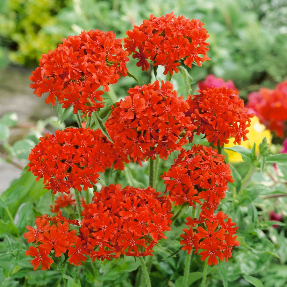 Benih Bibit Biji - Bunga Maltese Cross (Lychnis chalcedonica) Flower Seeds - IMPORT