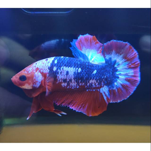 CUPANG PLAKAT HELLBOY BOLD