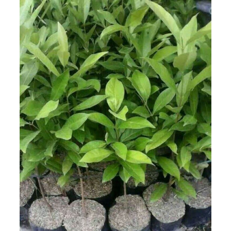 

bibit daun salam