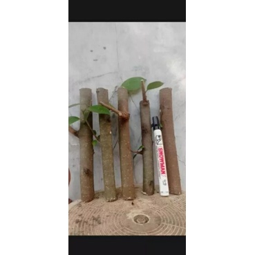 stek cutting bahan bonsai iprik sirlver 5 biji