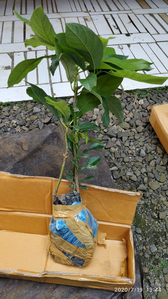 Termurah/ Paling Murah Pakettt 3batang Bibit Tanaman Buah Alpukat Lam Hass