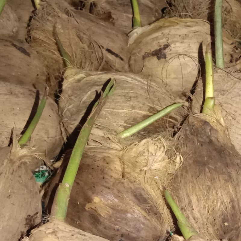 Pinang Betara terlaris