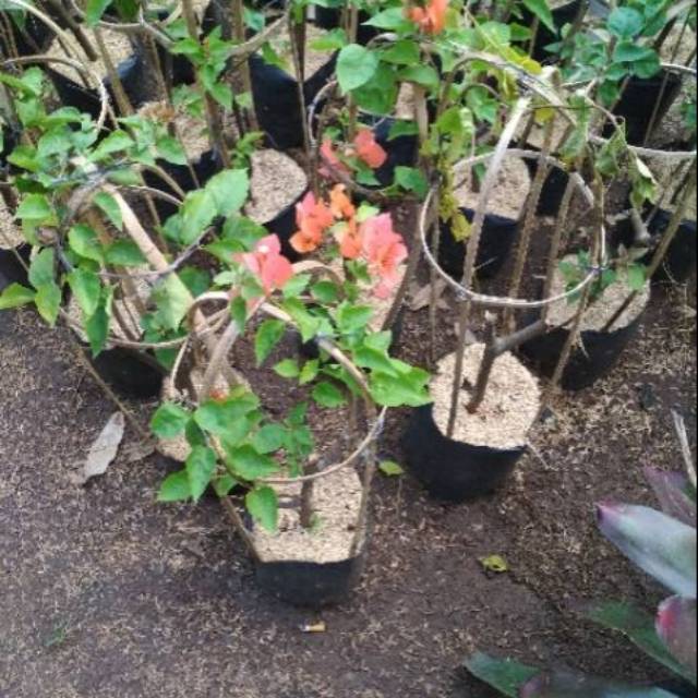 Tanaman hias bougenville bunga orange - bougenville - bunga kertas - bunga bougenville