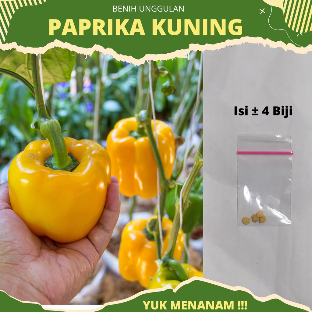 4 biji - Benih paprika kuning GOLDEN STAR F1 dari Known you seed