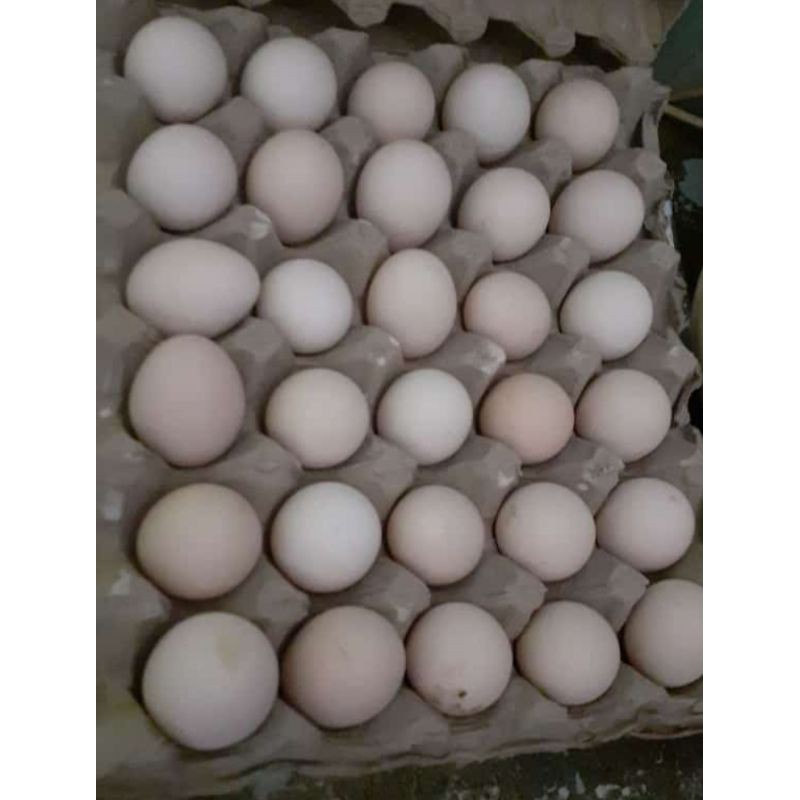 

Telur ayam kampung asli 10butir only semarang via gosend