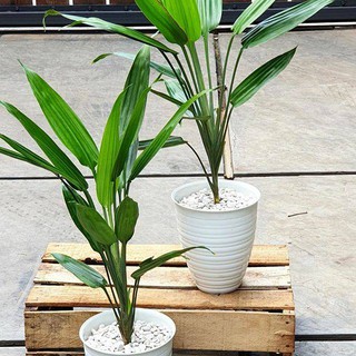 Pot Bunga Plastik Putih Tawon Pirus Tirus 15 cm Shopee Pot Bunga Plastik Putih Tawon Pirus Tirus 15 cm Shopee