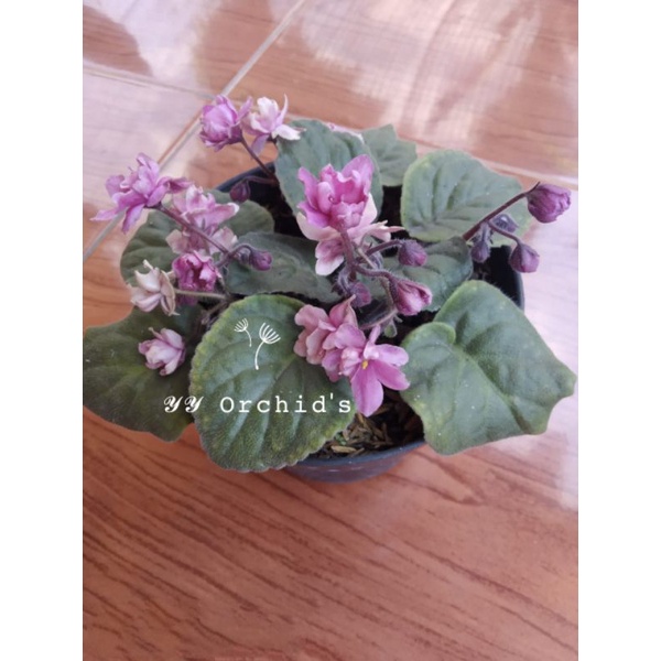 Violces/pink african violet