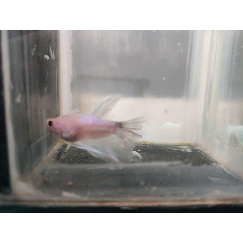 

Halfmoon white jantan