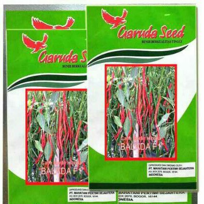 BIBIT BENIH CABE MERAH KERITING  F1 BALADA