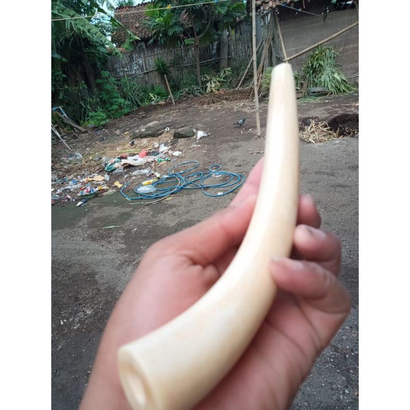 pipa rokok iga duyung pucukan