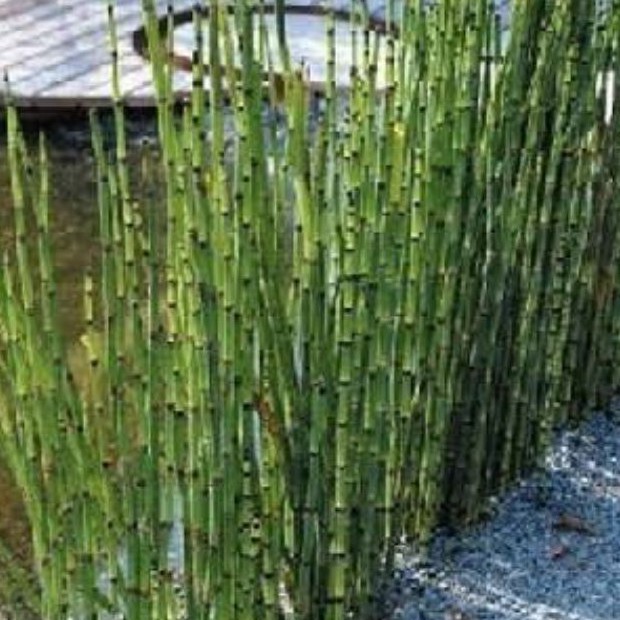 tanaman hias bambu air/bambu mini/bambu hias/tanaman air/tanaman hidup