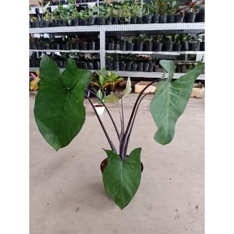 Alocasia Xanthosoma Violaceum Hitam