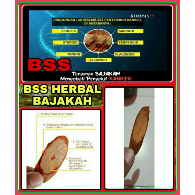 

AKAR BAJA KAH KALIMANTAN KEMASAN 200 gram