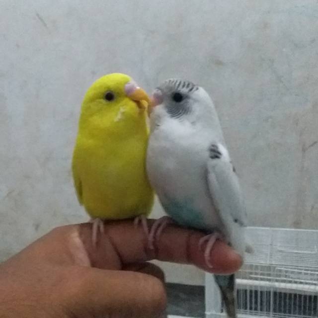 Burung Parkit Warna Random Shopee Indonesia