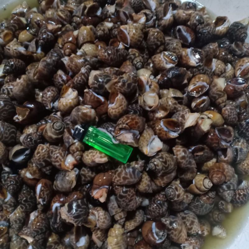 

keong macan segar harian 1kg