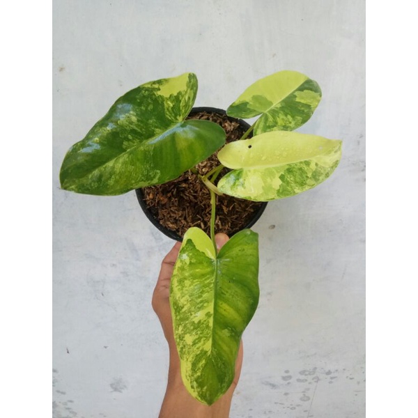 philodendron burle marx varigata kuning
