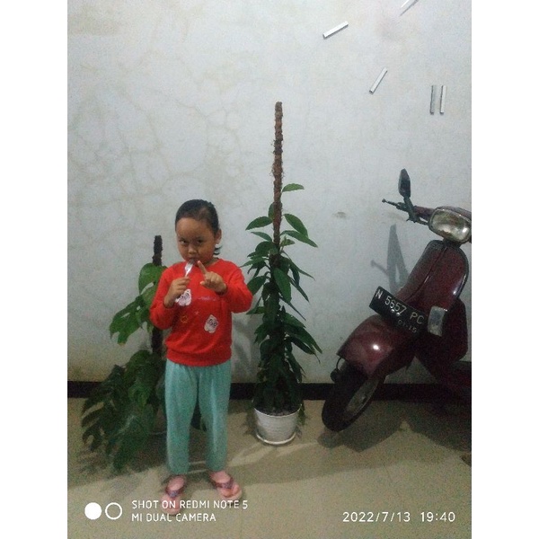 Philo daun tebal langka