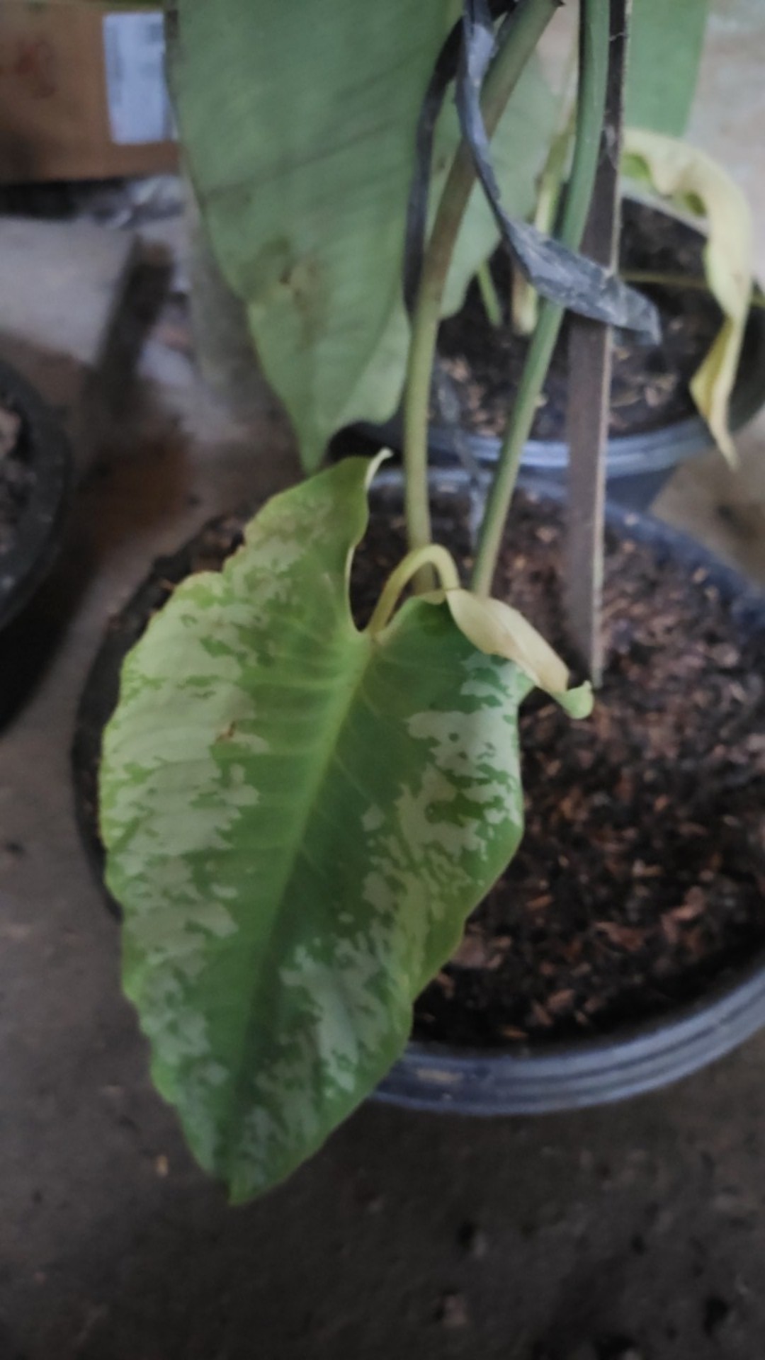 Alocasia Silver Sp Sumut