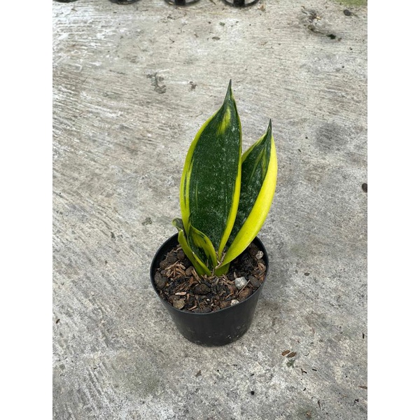 Sansevieria Sansivera Sanse Indoorplant | Twister | Gold Flame | Pagoda | Golden Banner | Fishceri