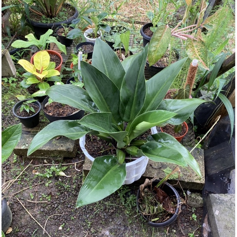 Philo eceng / philo Katak