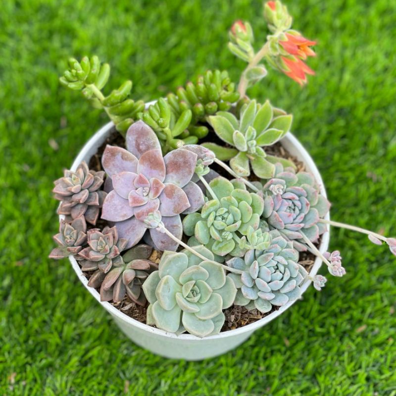 Paket Mini Garden Sululen Warna-Warni