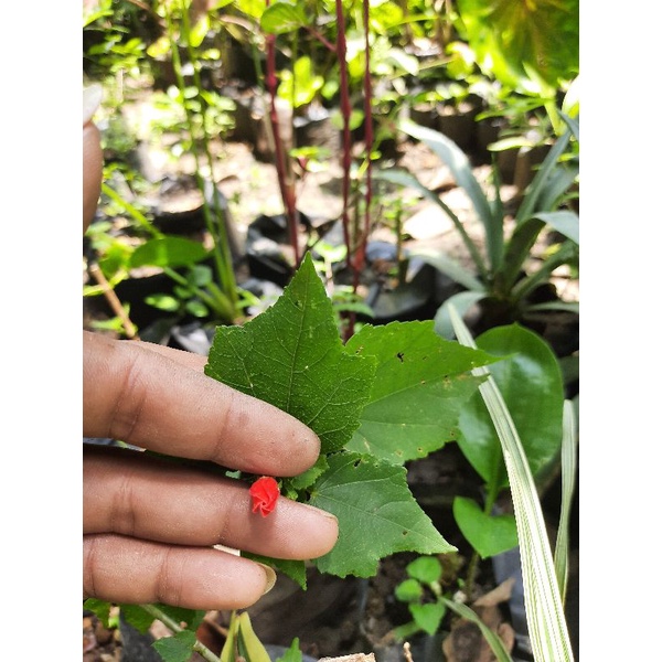 bibit tanaman hias bunga max wallow / sepatu mikro. ukuran small.