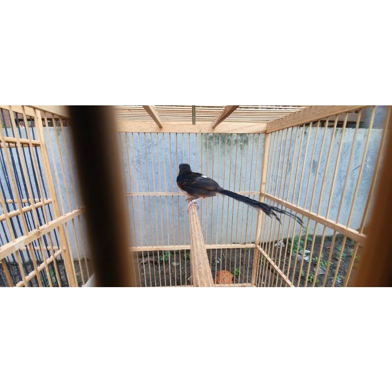 murai batu trotolan ekor panjang import