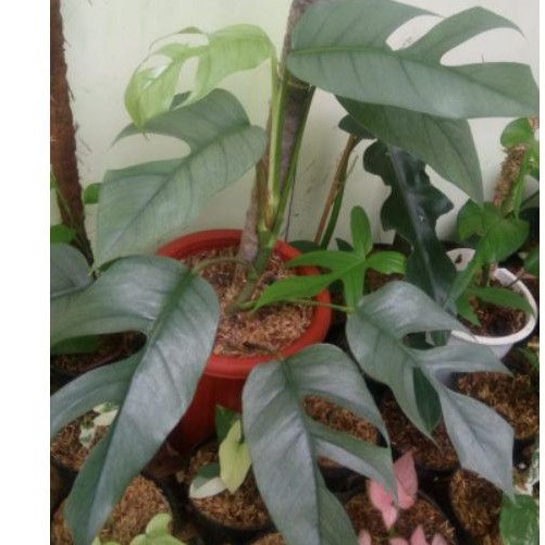 tanaman hias epipremnum cebu blue f 1 - real pick