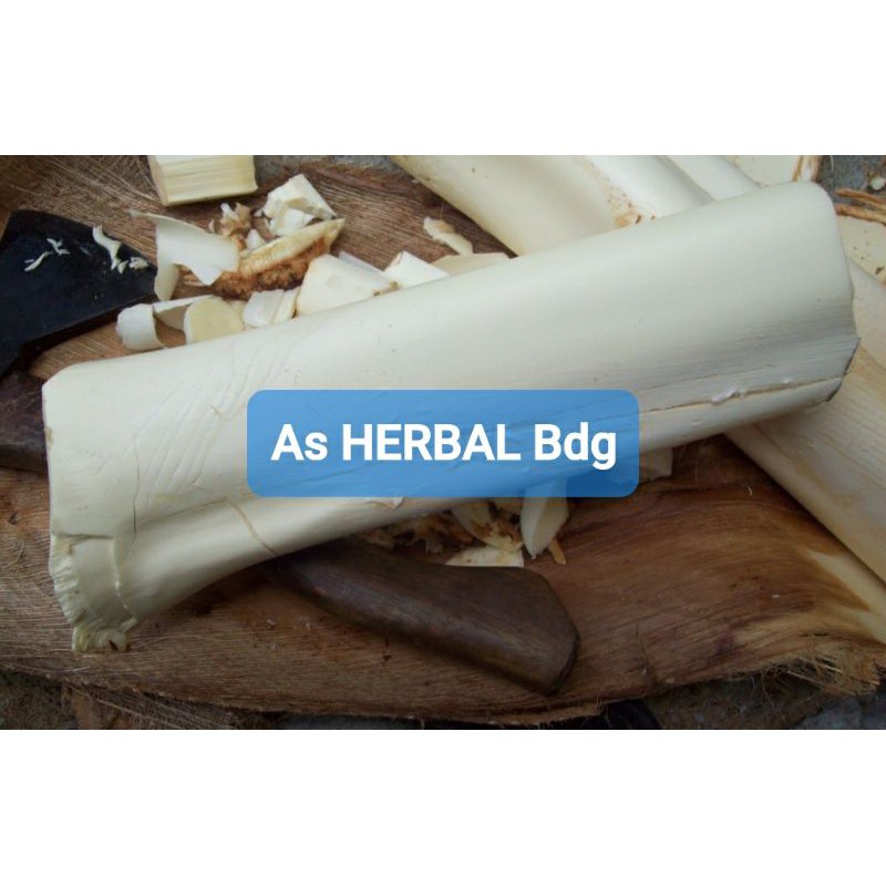 

Umbut Pohon Aren atau Umbut Aren Segar 500 gram-az