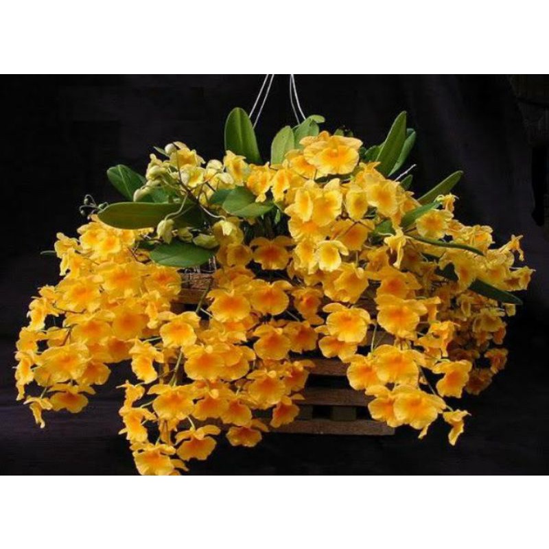 Dendrobium Agregatum