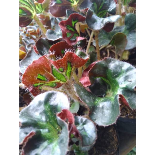 Begonia auriculata/begonia keong