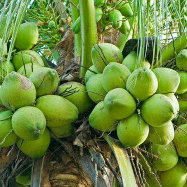 Bibit kelapa pandan wangi thailand asli import 1000%