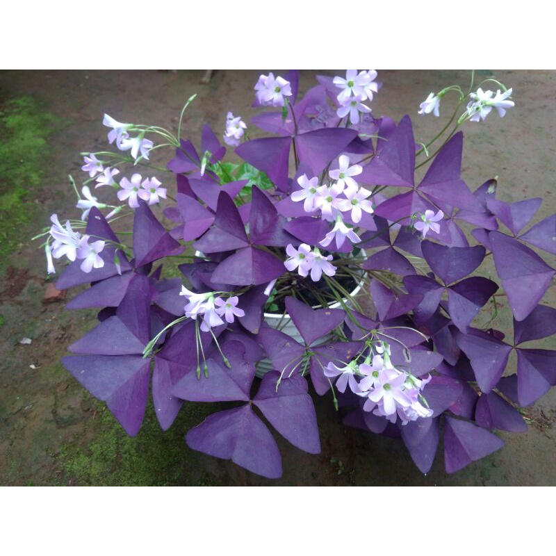 bibit bunga kupu-kupu /oxalis Triangulalis