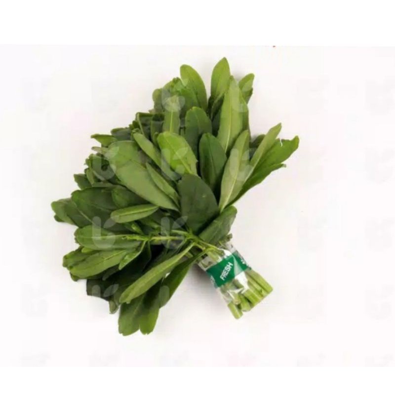 

Daun Ginseng A
