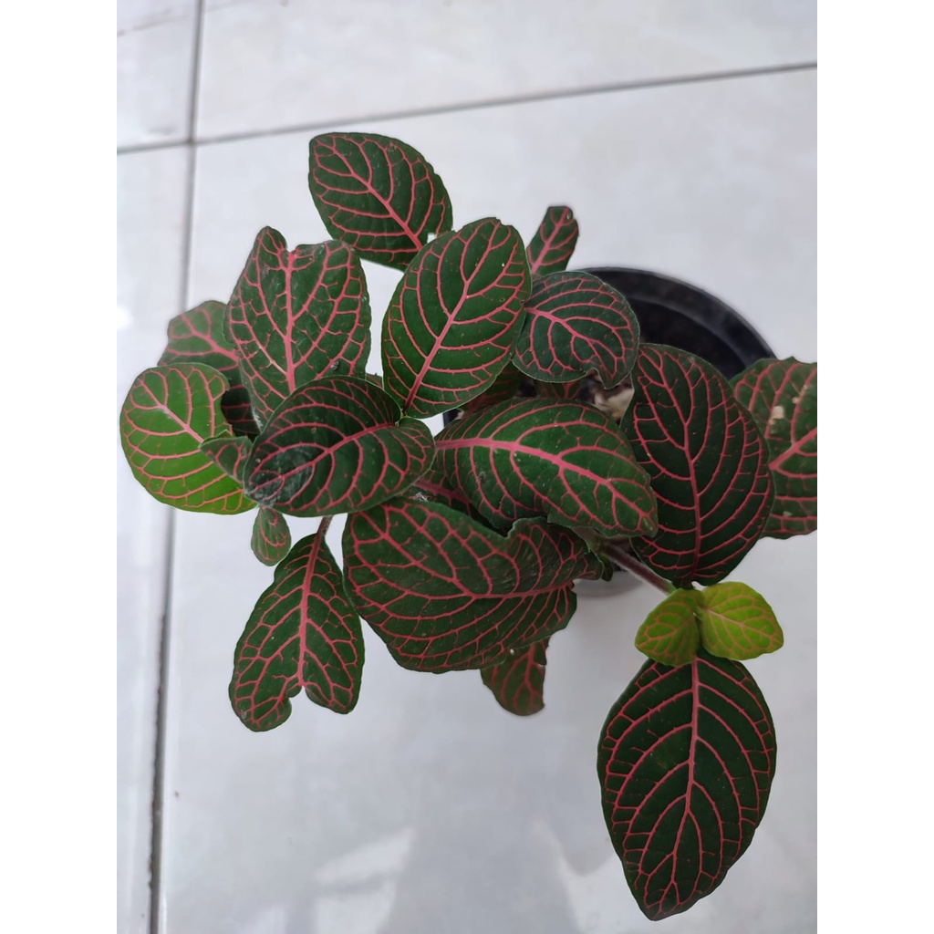 Bunga Murah Tanaman Fittonia Pink Nerve Plant Bunga Fittonia Pink Angel Tanaman Murah