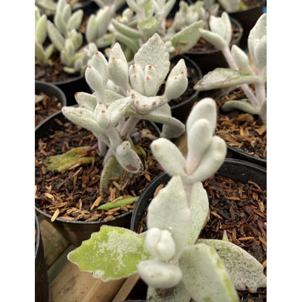 Sukulen Kalanchoe Snow White