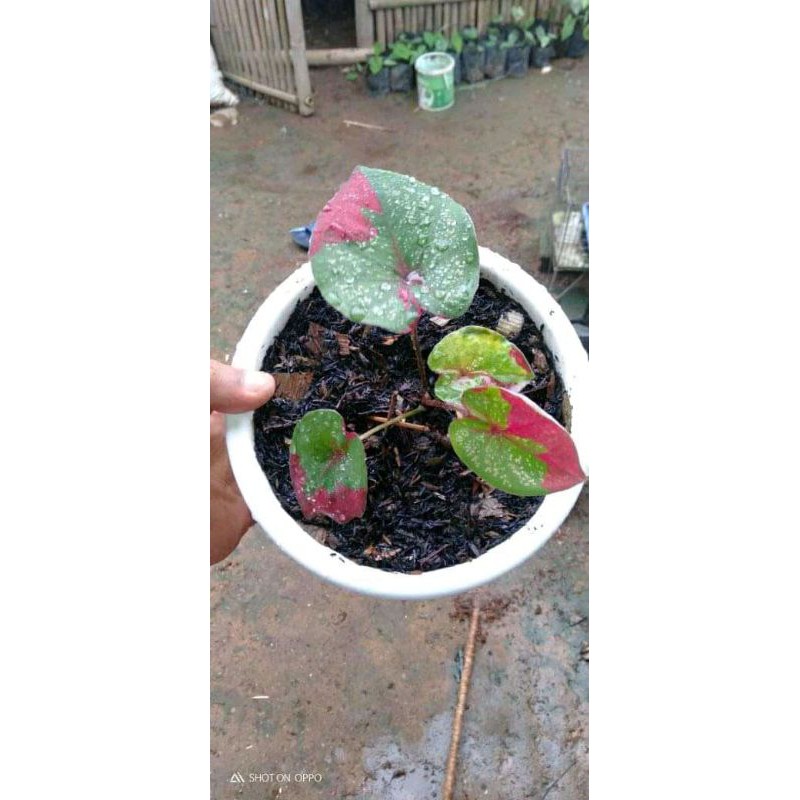 Tanaman hias keladi baret - keladi baret merah