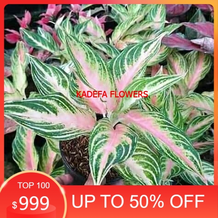 tanaman hias aglonema butterfly - aglonema butterfly