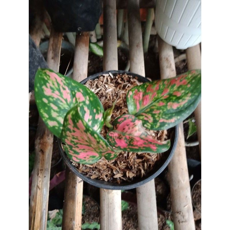 bibit tanaman hias aglonema valentine - bibit aglonema