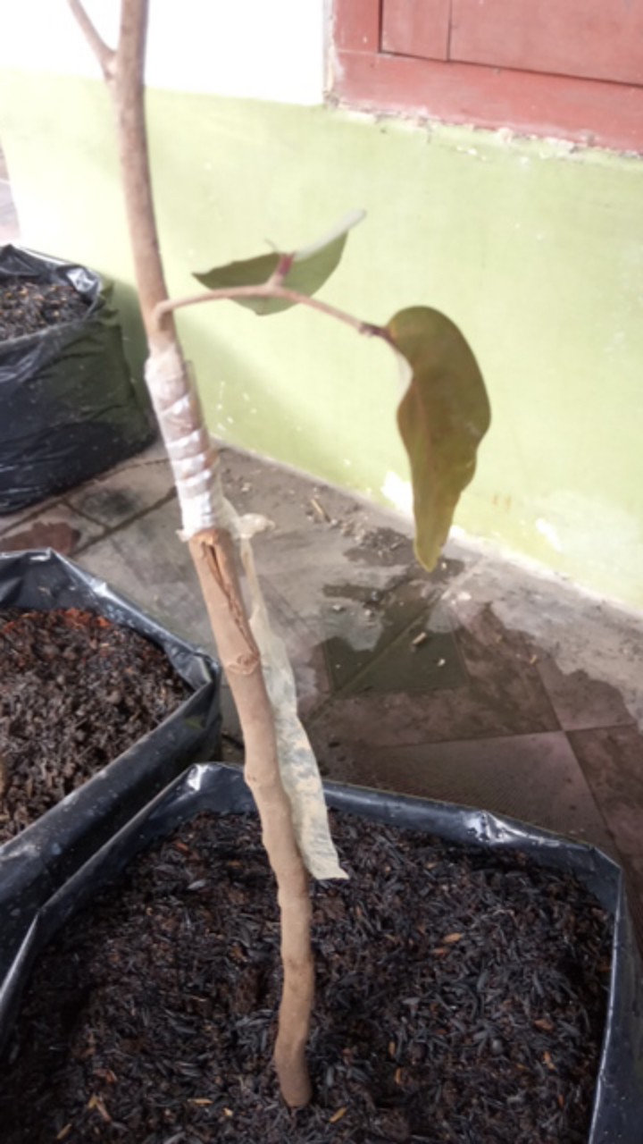 Klengkeng Merah Murah Mriyah Okulasi