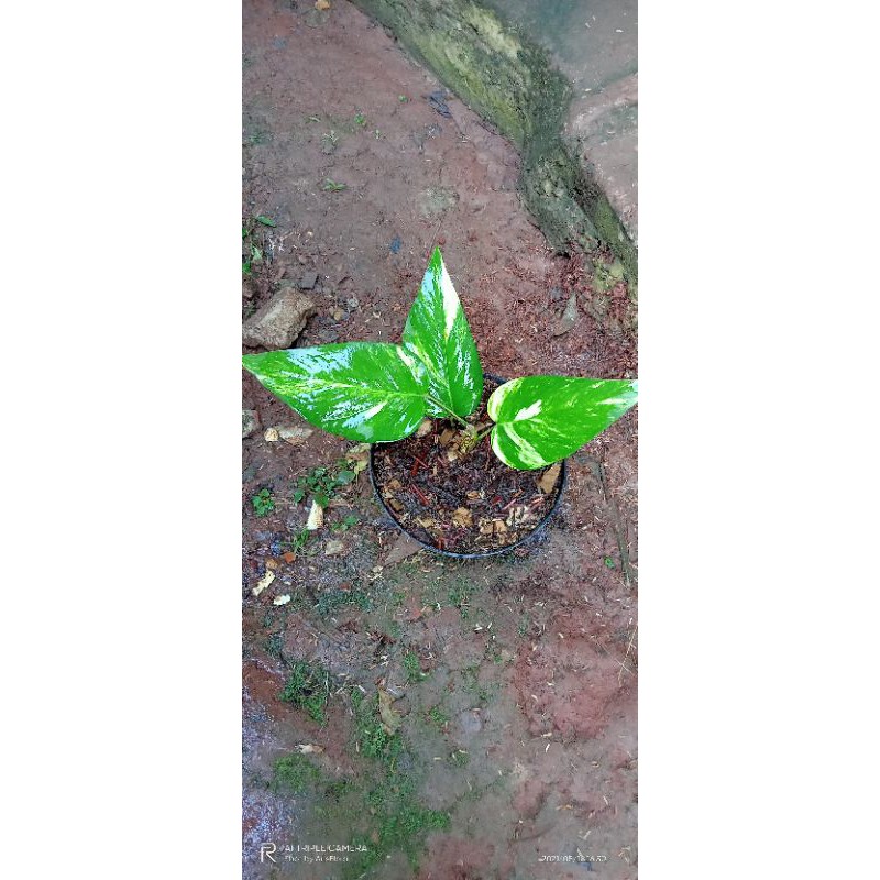 tanaman hias monstera epiprenum Variegata kuning