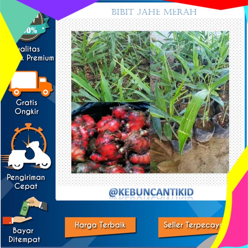 Siap Kirim Bibit Tanaman Jahe Merah Herbal/Jahe Merah Super