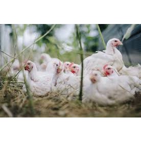 

AYAM EKOR UTUH GRAB/GOJEK ONLY