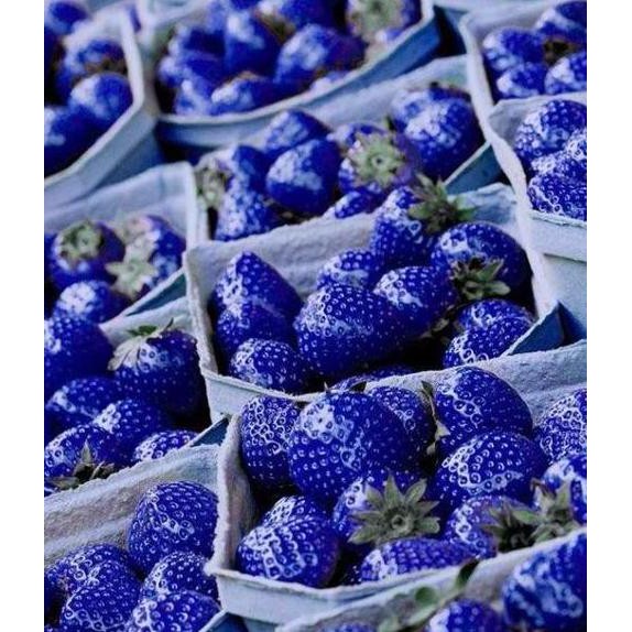 Tanaman Benih Bibit Biji Buah Strawberry Biru/Blue Import 50 But Ibr