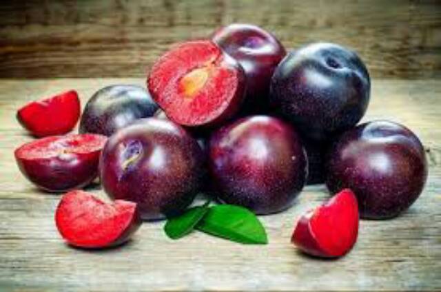 Bibit Plum Merah Okulasi Cepat Berbuah