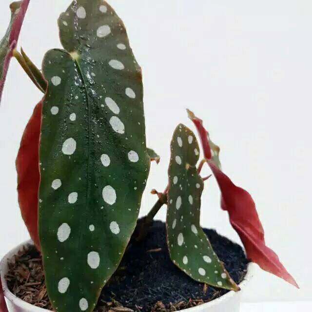 Tanaman hias hidup begonia polkadot tanaman hias hidup-bunga hias-tanaman hias begonia-begonia bunga