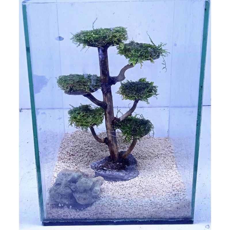 BONSAI AQUASCAPE MINI CEMORO KANDANG COD BONUS MOSS