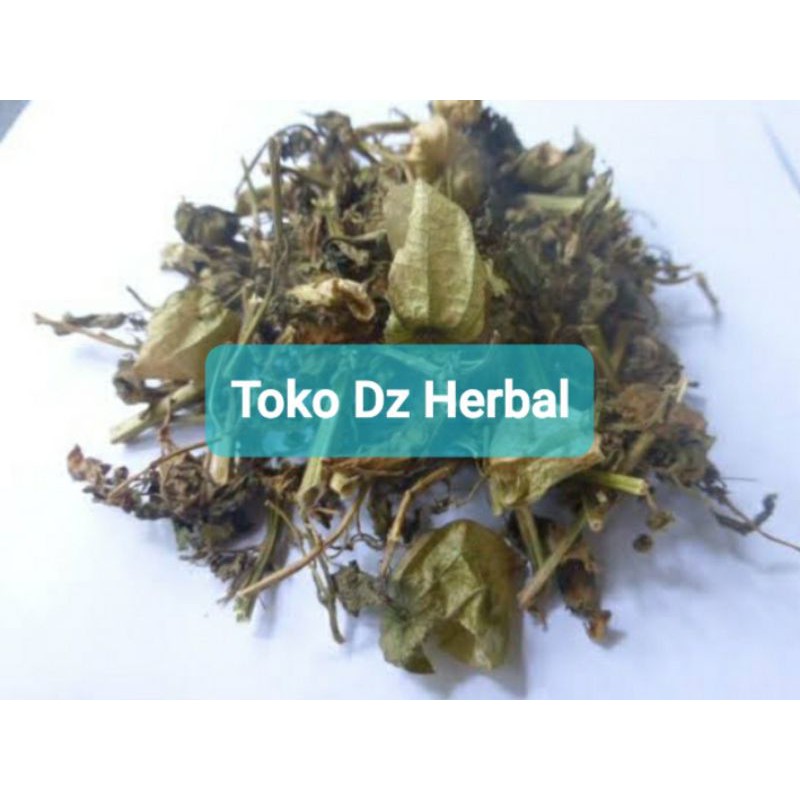 

Daun Ciplukan atau Cecenet Kering 500 gram-az